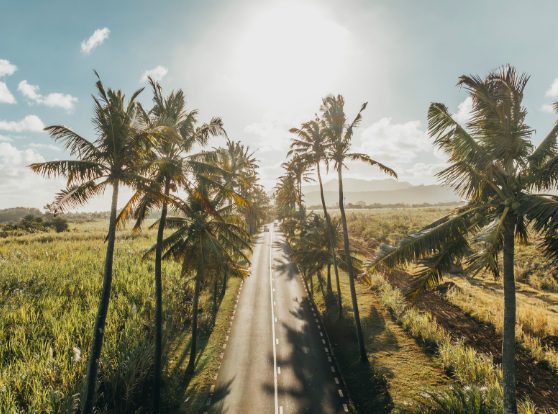 LAllée des Cocotiers, une route emblématique à Bel Ombre